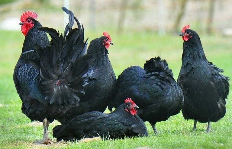 <span style="font-weight: bold;">Инкубационное яйцо Генофонда </span>