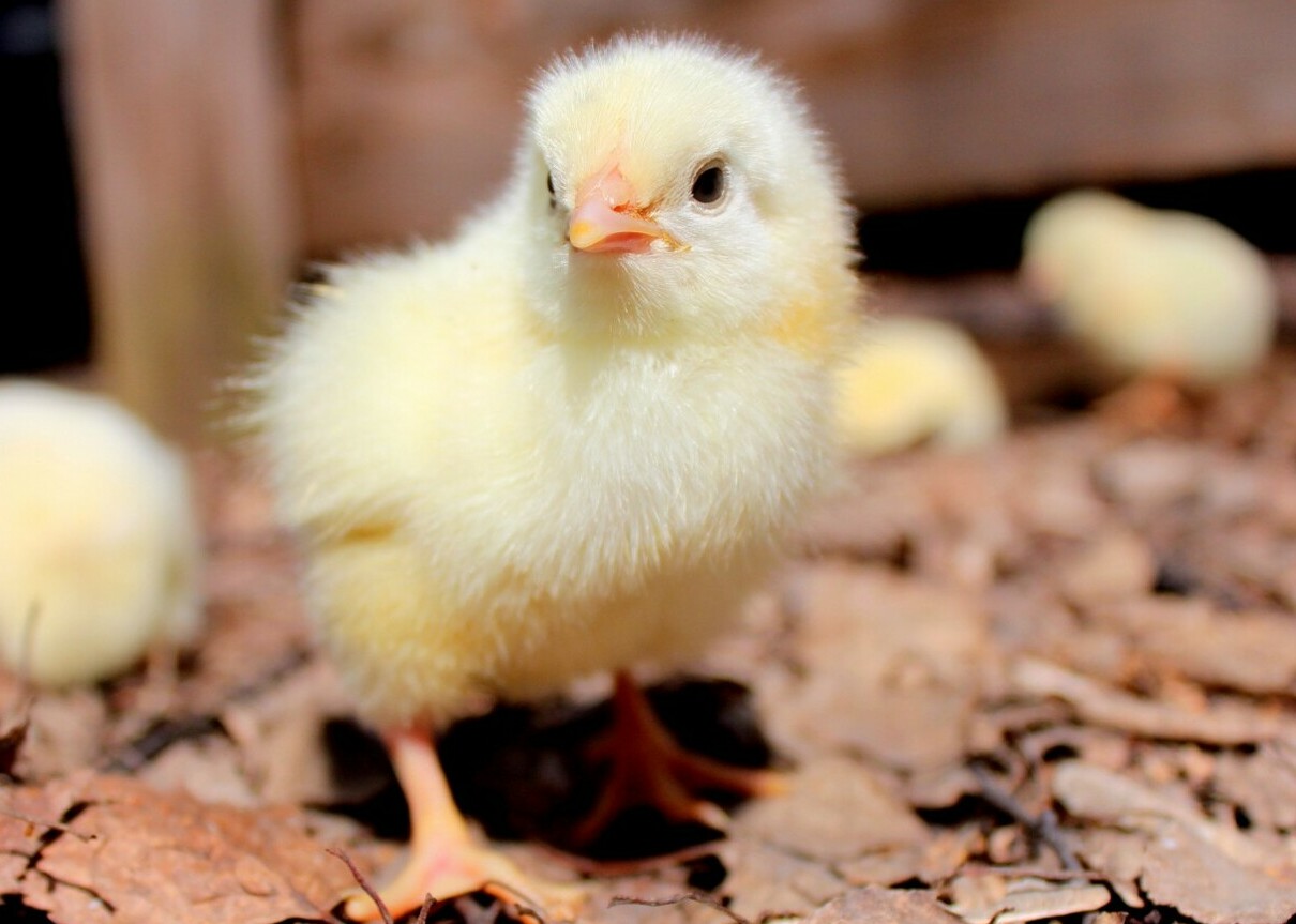 <span style="font-weight: bold;">Птица суточная</span>