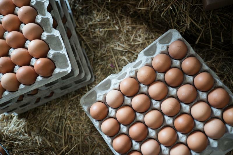 <span style="font-weight: bold;">Инкубационное яйцо</span>